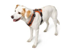 Hunter Hundegeschirr Maldon Orange/grau -Haustierbedarf für Hunde 1001102 Product