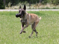 Kong Extreme Kauspielzeug Für Hunde 6 Kong Extreme Kauspielzeug Für Hunde -Haustierbedarf für Hunde 1016447 Product