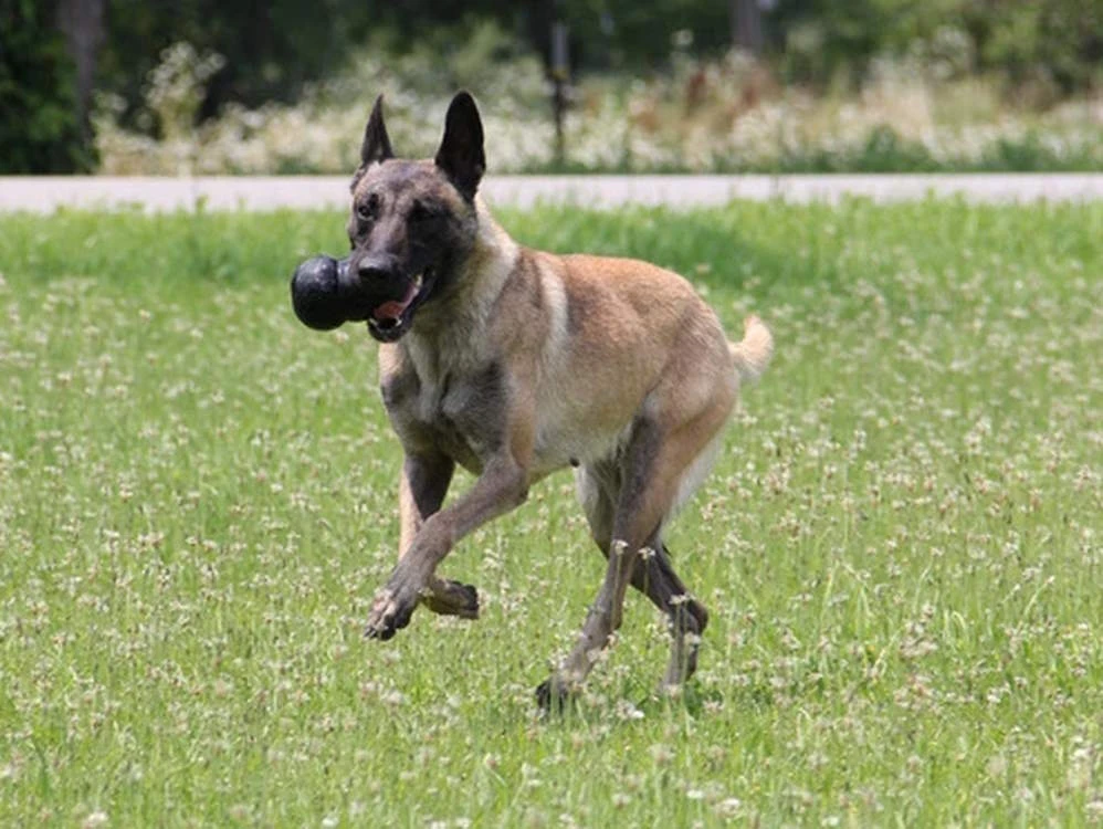 Kong Extreme Kauspielzeug Für Hunde 3 Kong Extreme Kauspielzeug Für Hunde – Bild 3