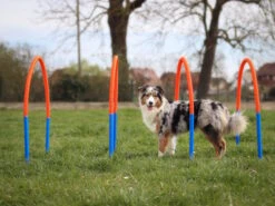 Hoopers Bogen Set Aus Kunststoff Mit Erdspießen 8 Hoopers Bogen Set Aus Kunststoff Mit Erdspießen -Haustierbedarf für Hunde 1026213 Product