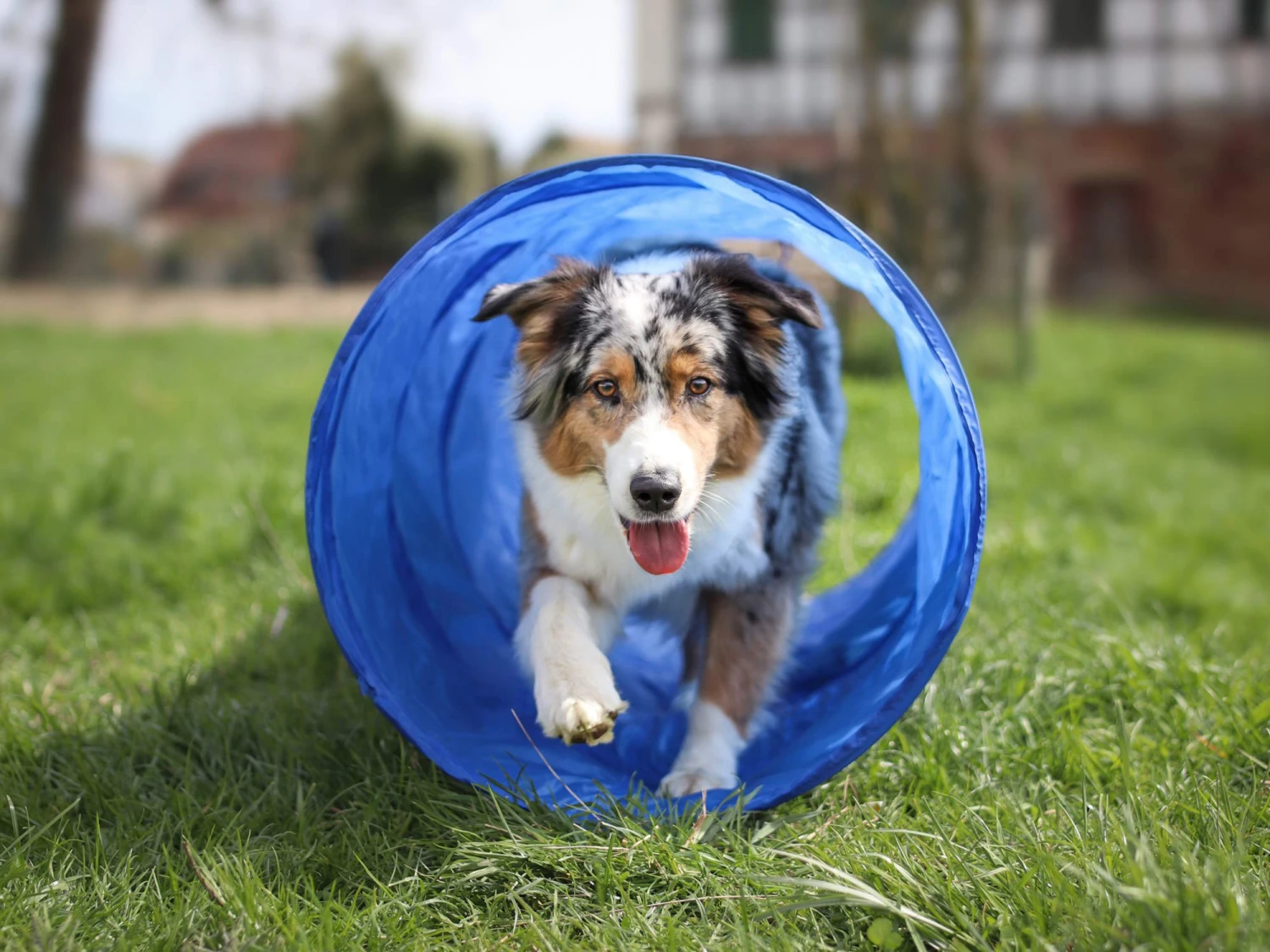 Dog Agility Tunnel 300 Cm X 50 Cm Blau 2 Dog Agility Tunnel 300 Cm X 50 Cm Blau – Bild 2