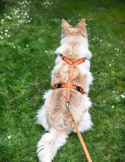 Feltmann Mantrailing Suchgeschirr Basic -Haustierbedarf für Hunde 1030652 Product