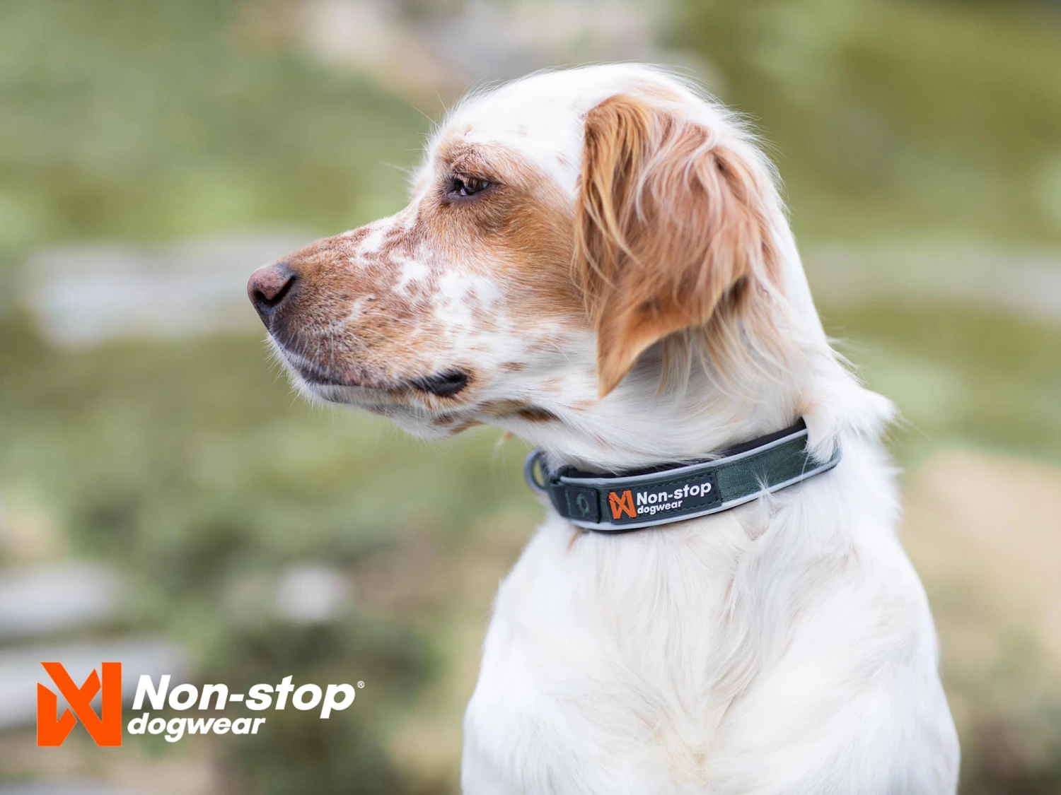 Non-Stop Dogwear Hundehalsband Roam Collar Grün 3 Non-Stop Dogwear Hundehalsband Roam Collar Grün – Bild 3