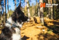 Non-Stop Dogwear Hundehalsband Roam Collar Orange 8 Non-Stop Dogwear Hundehalsband Roam Collar Orange -Haustierbedarf für Hunde 1035911 Product