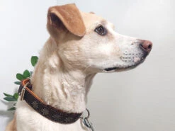 Relaxoo Fettleder Hundehalsband Edelweiß Just Hundesport Edition 9 Relaxoo Fettleder Hundehalsband Edelweiß Just Hundesport Edition -Haustierbedarf für Hunde 1037281 Product