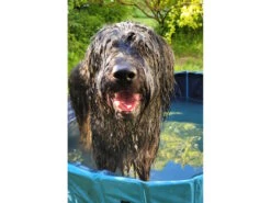 Trixie Hundepool Planschbecken Für Hunde -Haustierbedarf für Hunde 1046126 Product