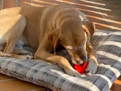 Moby Softbaits Soft Hundeball Grün -Haustierbedarf für Hunde 1046470 Product