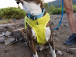 Ruffwear Trail Runner™ Hunde-Laufweste Lichen Green -Haustierbedarf für Hunde 1048023 Product
