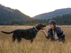 Ruffwear Flat Out™ Hundehalsband Autumn Horizon 5 Ruffwear Flat Out™ Hundehalsband Autumn Horizon -Haustierbedarf für Hunde 1051132 Product