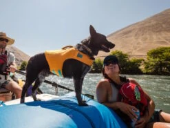 Ruffwear Flat Out™ Hundehalsband Fall Mountains -Haustierbedarf für Hunde 1052070 Product