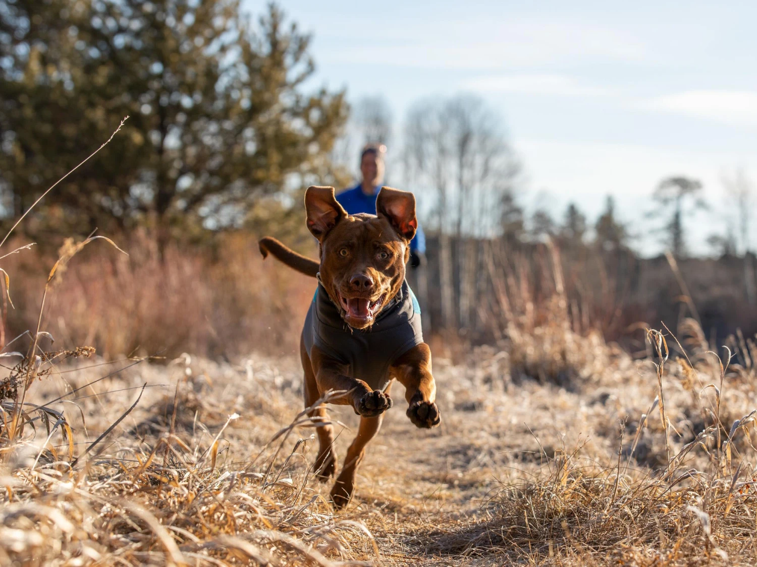 Ruffwear® Climate Changer™ Pullover Für Hunde Glacier 6 Ruffwear® Climate Changer™ Pullover Für Hunde Glacier – Bild 6
