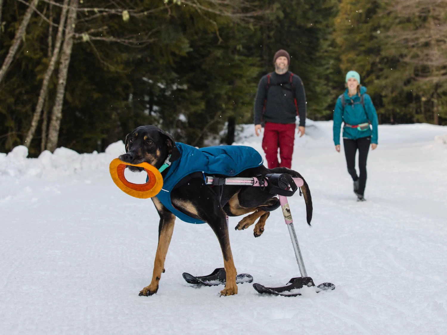 Ruffwear Quinzee™ Winter Hundejacke Blue Moon 7 Ruffwear Quinzee™ Winter Hundejacke Blue Moon – Bild 7