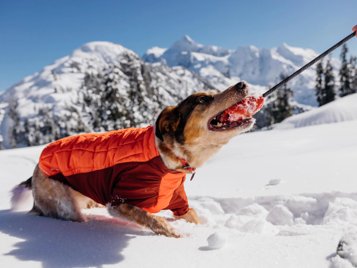 Ruffwear Powder Hound™ Winterjacke Für Hunde Persimmon Orange 8 Ruffwear Powder Hound™ Winterjacke Für Hunde Persimmon Orange – Bild 8