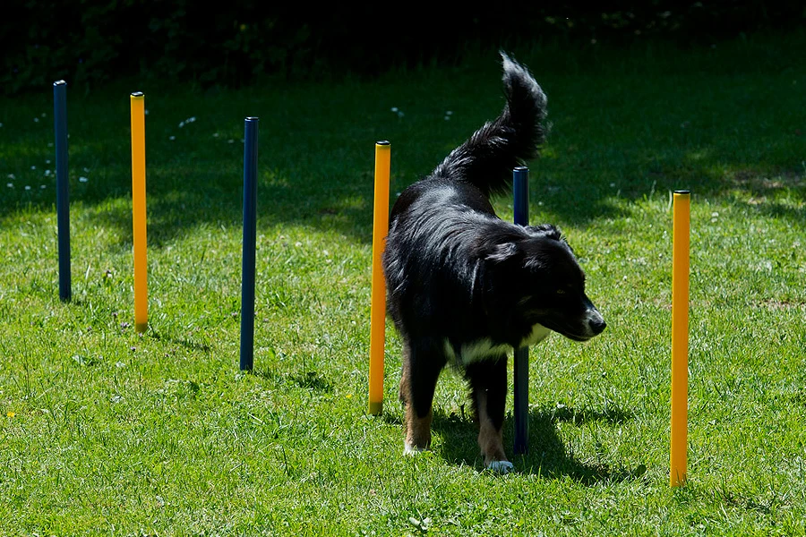 Dog Agility Slalom Und Hürden Agility Set 3 Dog Agility Slalom Und Hürden Agility Set – Bild 3