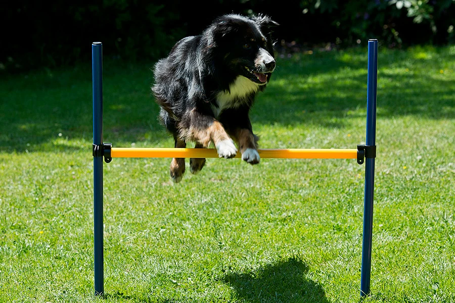 Dog Agility Set Starter 2 Dog Agility Set Starter – Bild 2
