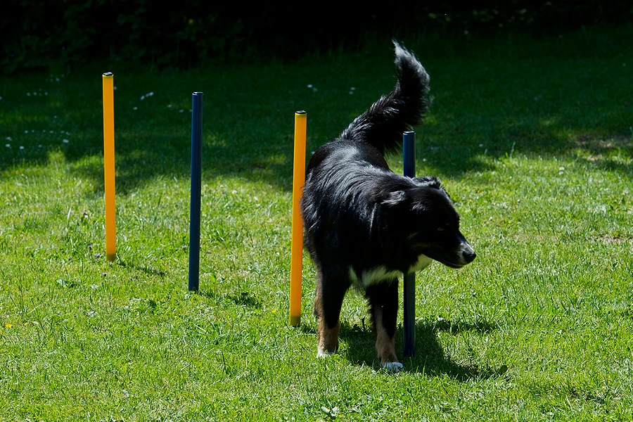Dog Agility Set Starter 3 Dog Agility Set Starter – Bild 3
