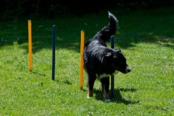 Dog Agility Set Expert -Haustierbedarf für Hunde 148605 Product