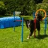 Dog Agility Set Champion K2