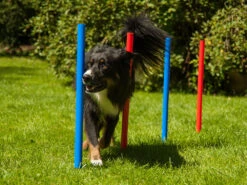 Dog Agility Set Champion K2 -Haustierbedarf für Hunde 155088 Product