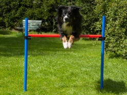 Dog Agility Set Champion K2 -Haustierbedarf für Hunde 155089 Product
