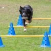 Dog Agility Pylonenhürde Kegelhürde 30 Cm