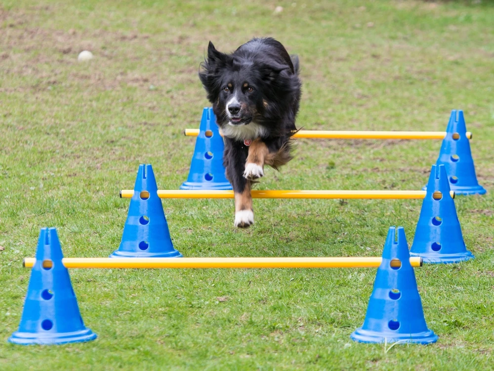 Dog Agility Pylonenhürde Kegelhürde 30 Cm 1 Dog Agility Pylonenhürde Kegelhürde 30 Cm