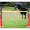 Dog Agility Pylonenhürde Höhenverstellbar Rot
