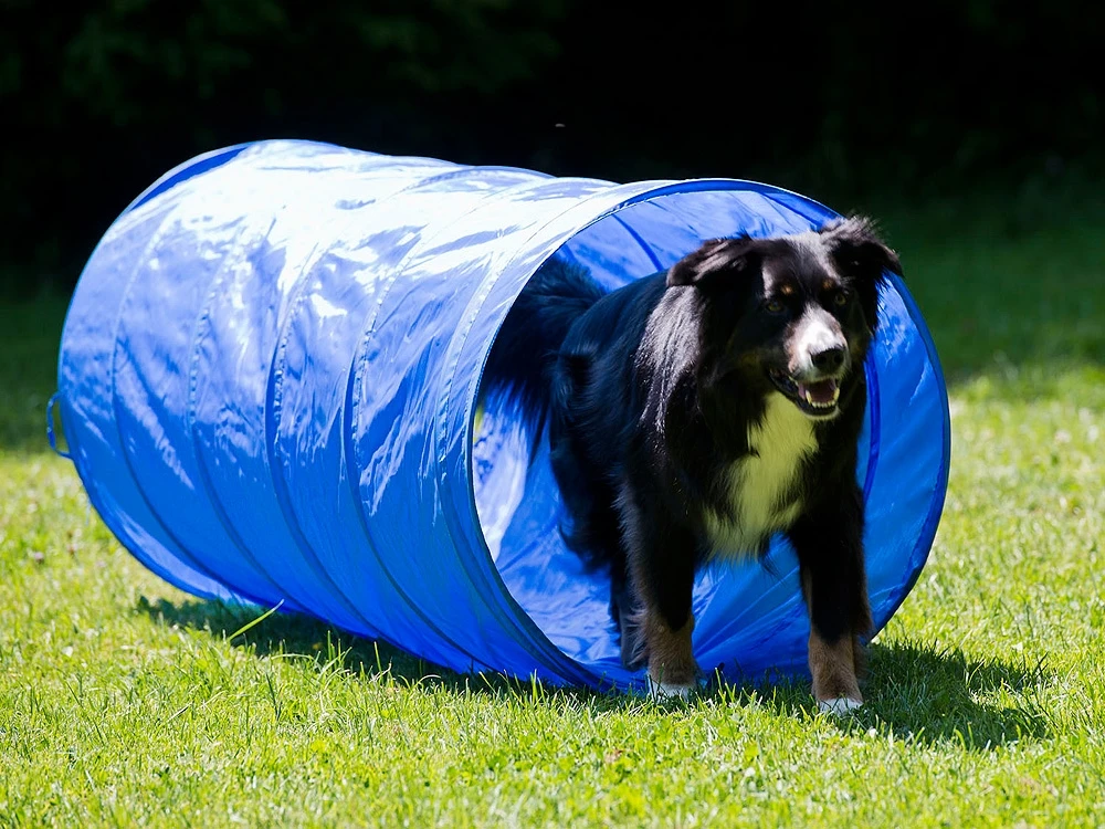 Dog Agility Tunnel 152 Cm X 60 Cm Blau 1 Dog Agility Tunnel 152 Cm X 60 Cm Blau