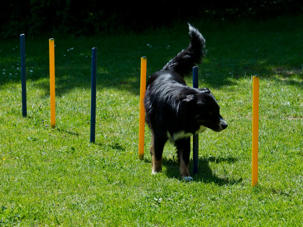 Dog Agility Set Profi 3 Dog Agility Set Profi – Bild 3