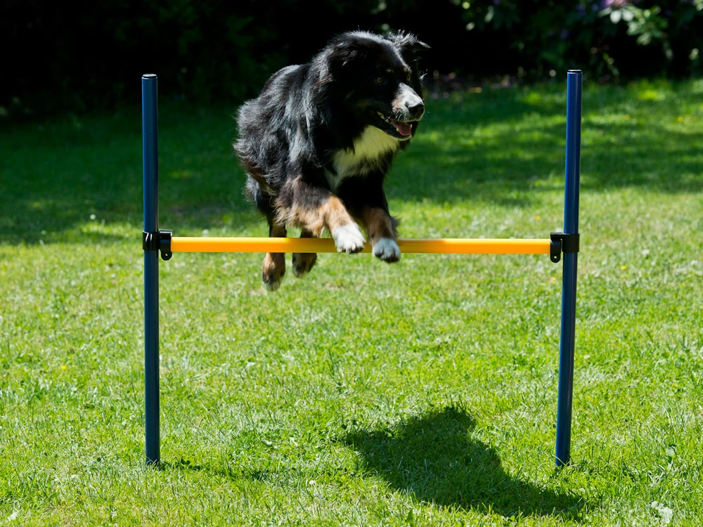 Dog Agility Set Profi 2 Dog Agility Set Profi – Bild 2