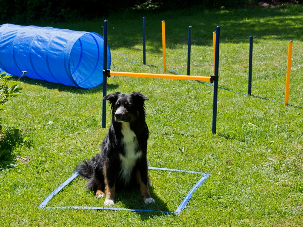 Dog Agility Set Profi 1 Dog Agility Set Profi