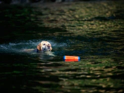 Chuckit Dummy Amphibious Bumper Medium -Haustierbedarf für Hunde 318522 Product