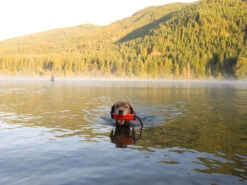 Chuckit Dummy Amphibious Bumper Medium -Haustierbedarf für Hunde 318526 Product