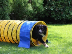 Hunde Profi Agility Tunnel FCI Konform Gelb 6 Hunde Profi Agility Tunnel FCI Konform Gelb -Haustierbedarf für Hunde 332507 Product