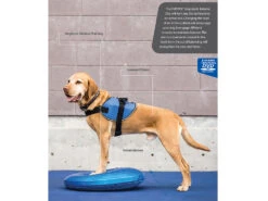 FitPAWS® Balance Disc Lavendel -Haustierbedarf für Hunde 395700 Product