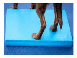 FitPAWS® Balance Pad -Haustierbedarf für Hunde 395803 Product