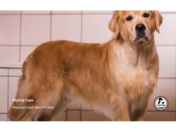 Styling Cape Für Ausstellungen 7 Styling Cape Für Ausstellungen -Haustierbedarf für Hunde 408543 Product