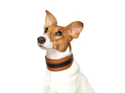 Windhundhalsband Wüstenzauber Cognac/schwarz -Haustierbedarf für Hunde 460503 Product