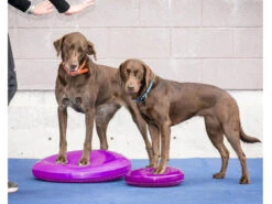 FitPAWS® Balance Disc Lavendel -Haustierbedarf für Hunde 472747 Product