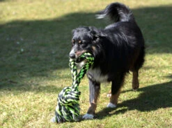 Knoten Tauring -Haustierbedarf für Hunde 482094 Product