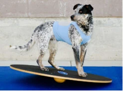 FitPAWS® Wobble Board -Haustierbedarf für Hunde 482352 Product