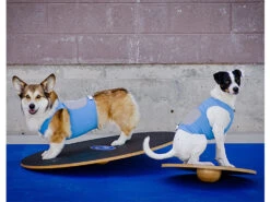 FitPAWS® Wobble Board -Haustierbedarf für Hunde 482356 Product