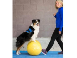 FitPAWS® Peanut Trax Gelb 40 Cm -Haustierbedarf für Hunde 482566 Product