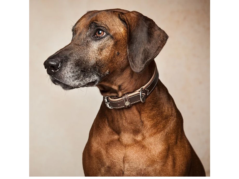 Hundehalsband Traumfänger Rind-Lammleder Havanna/creme 2 Hundehalsband Traumfänger Rind-Lammleder Havanna/creme – Bild 2