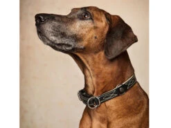 Zugstopp Hundehalsband Waldbursche Havanna/creme -Haustierbedarf für Hunde 540272 Product