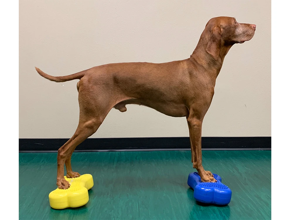 FitPAWS® K9 FITbone™ MINI 2-er Set 2 FitPAWS® K9 FITbone™ MINI 2-er Set – Bild 2