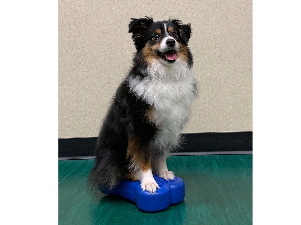 FitPAWS® K9 FITbone™ MINI 2-er Set 5 FitPAWS® K9 FITbone™ MINI 2-er Set – Bild 5