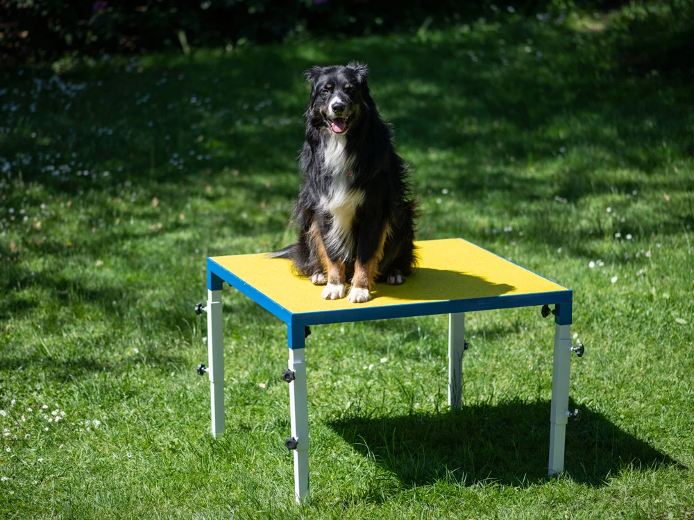 Hundesport Profi Verstellbarer Tisch 4 Hundesport Profi Verstellbarer Tisch – Bild 4