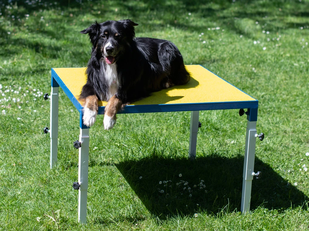 Hundesport Profi Verstellbarer Tisch 5 Hundesport Profi Verstellbarer Tisch – Bild 5