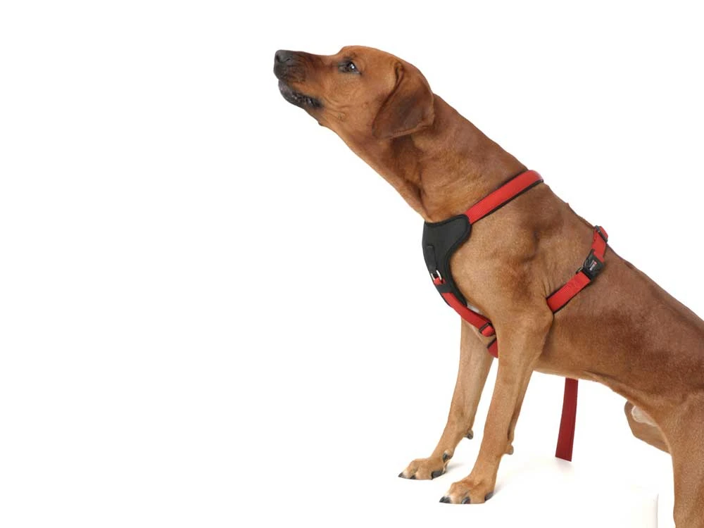 Wolters Hundegeschirr Professional Comfort Skyblue/marineblau 5 Wolters Hundegeschirr Professional Comfort Skyblue/marineblau – Bild 5